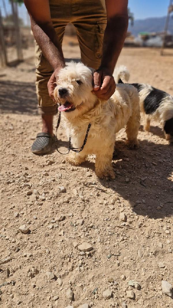 Snoopy, tenero meticcio Foto 8